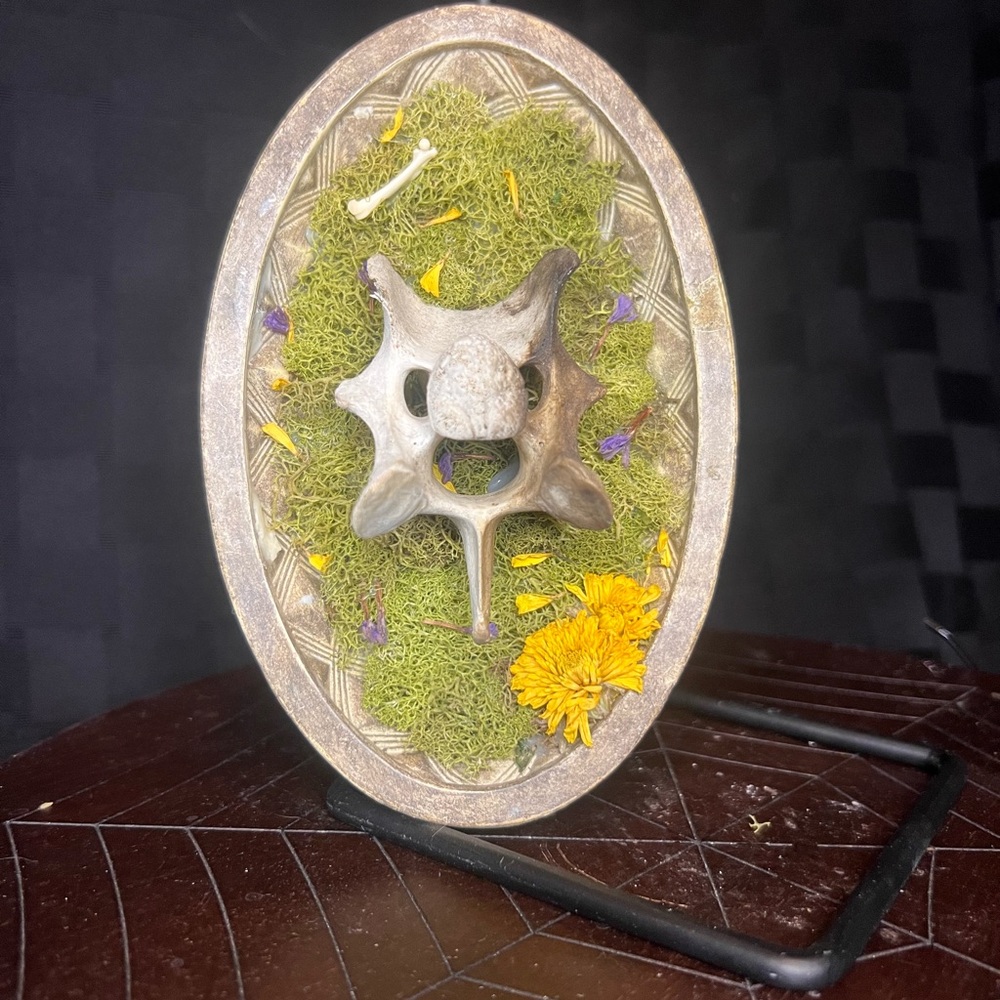 Deer vertebrae oddity